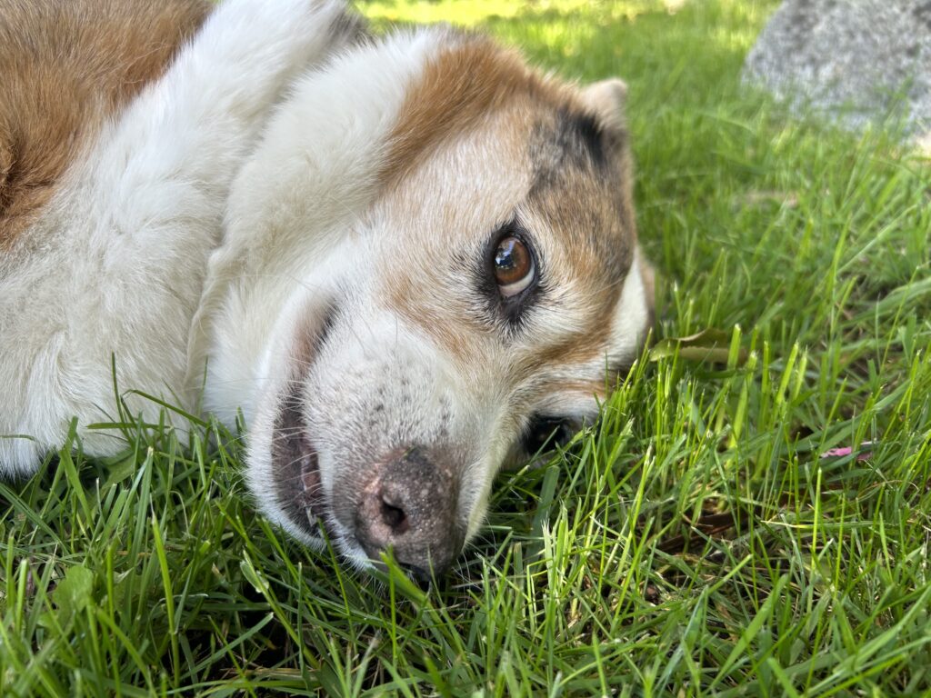 Tan and white big dog laying on his side on grass with his mouth slightly opened.