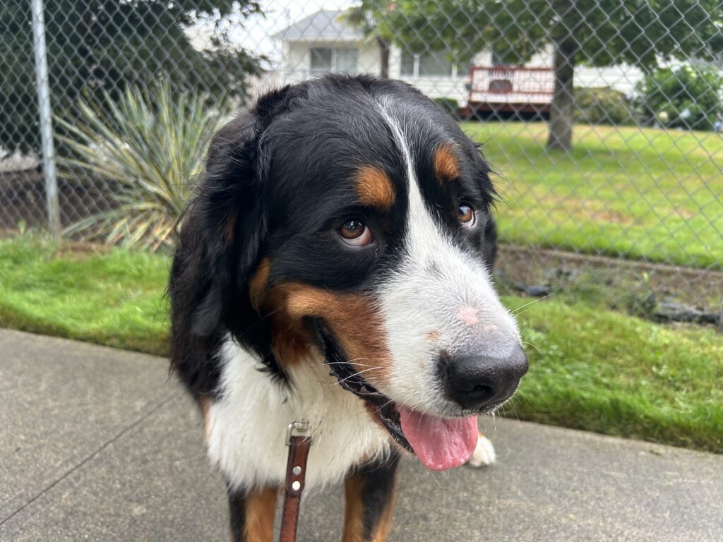 Big dog with black and white and brown fur. Tongue is sticking out. Brown leash attached to him with grass and a house in the background.