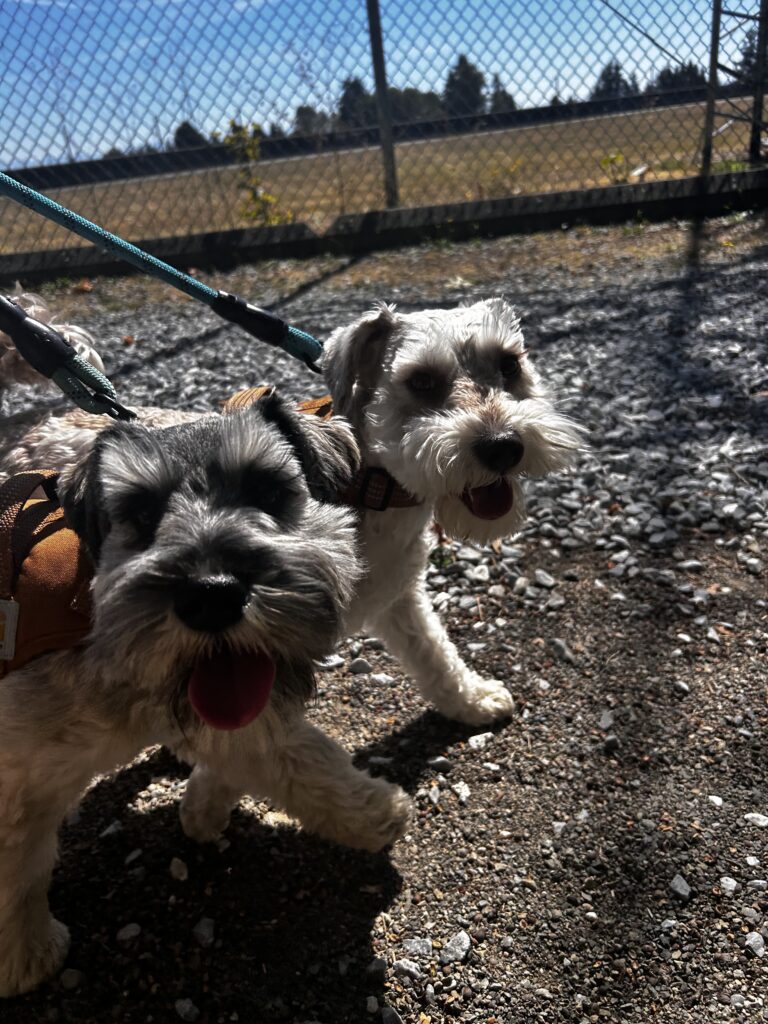 Black and white dog and a white dog on a walk near a yellow fenced field.